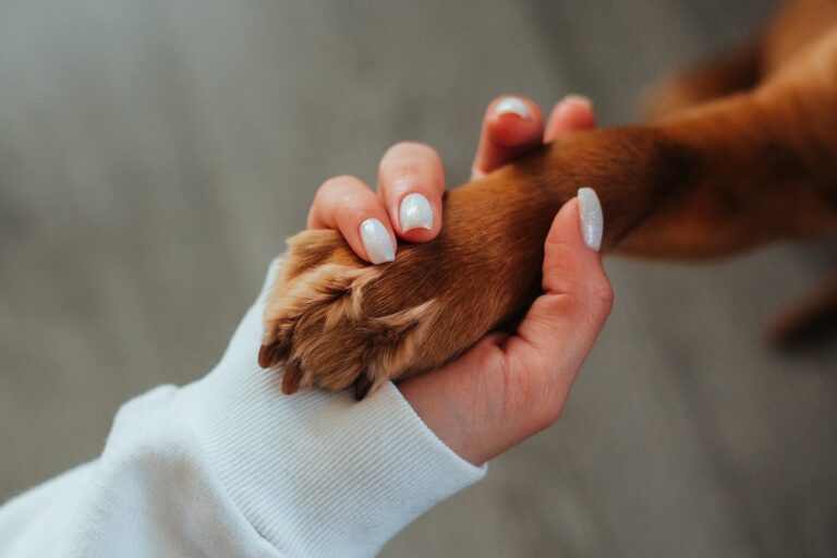 5 Best CBD Oil Brands for Dogs in Canada – Reviews
