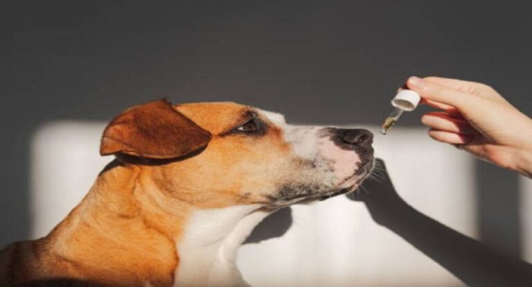 5 Best CBD Oil for Dogs Pain in 2023
