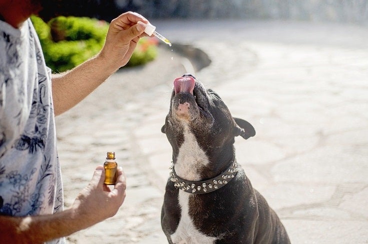 The Ultimate Guide to CBD for Pet Care: Understanding its Effects, Benefits, and Safe Usage Guidelines
