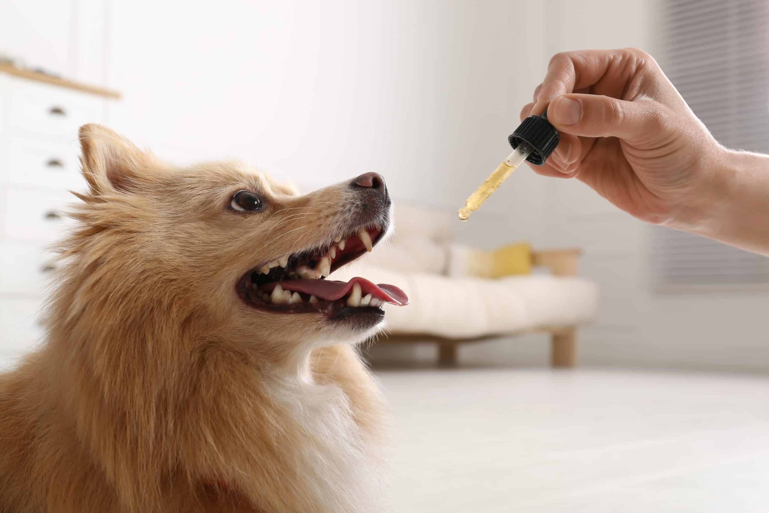 is cbd safe for dogs