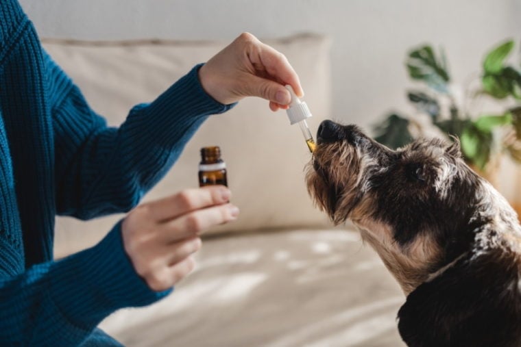 CBD vs. Traditional Medications for Dogs: A Comprehensive Guide