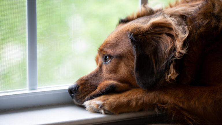 CBD for Dog Separation Anxiety: A Comprehensive Guide
