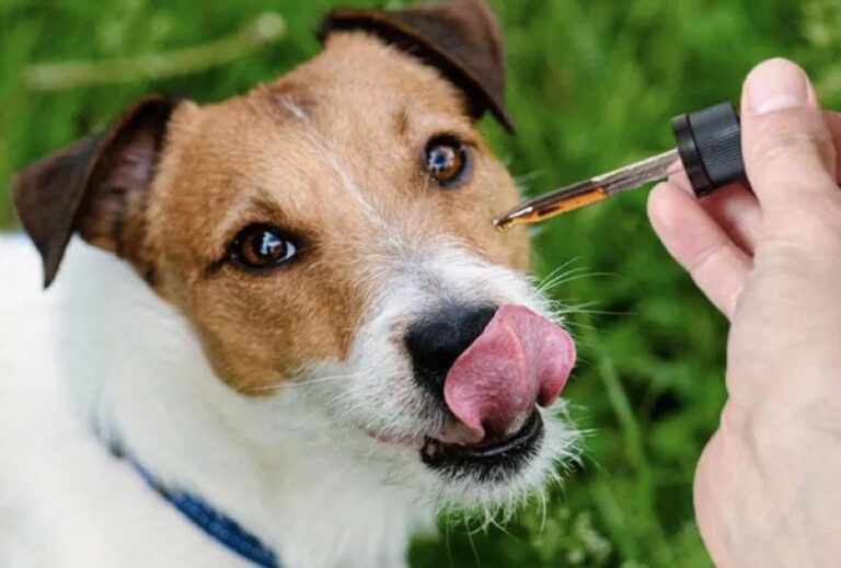 CBD for Dogs with Epilepsy: A New Hope for Seizure Management