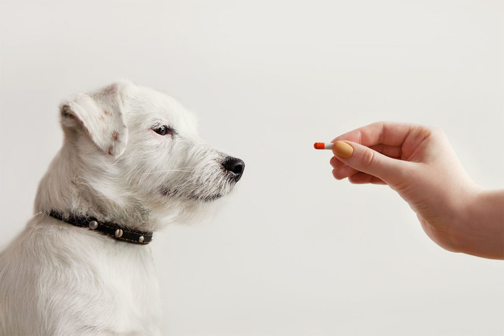 CBD Treats for Dogs Anxiety