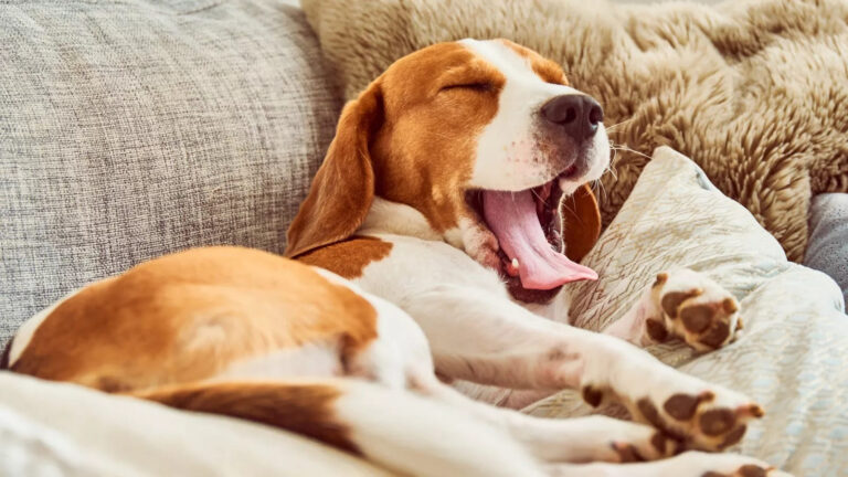 The Impact of CBD on Dogs: Does It Make Them Sleepy or More Active?