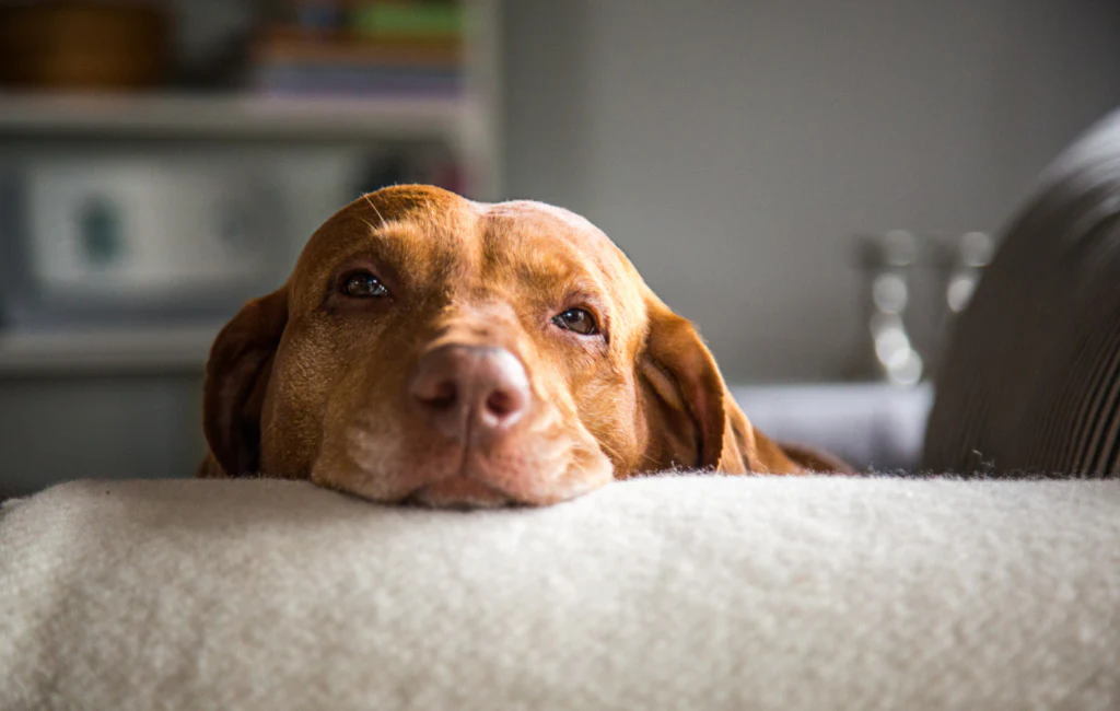 The Impact of CBD on Dogs: Does It Make Them Sleepy or More Active