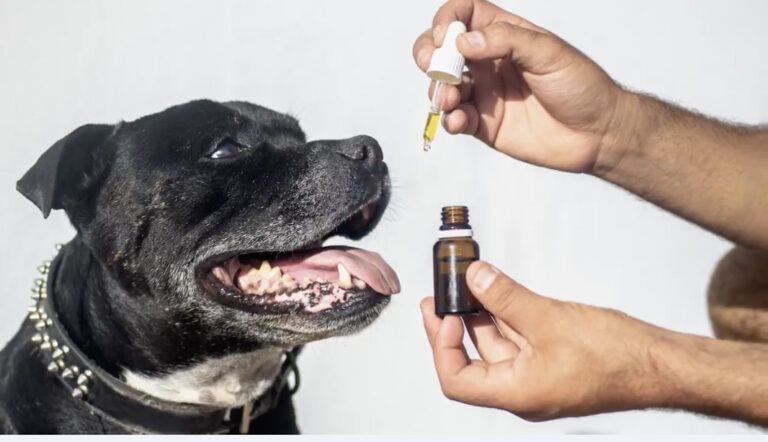 Is CBD Oil Safe for Dogs