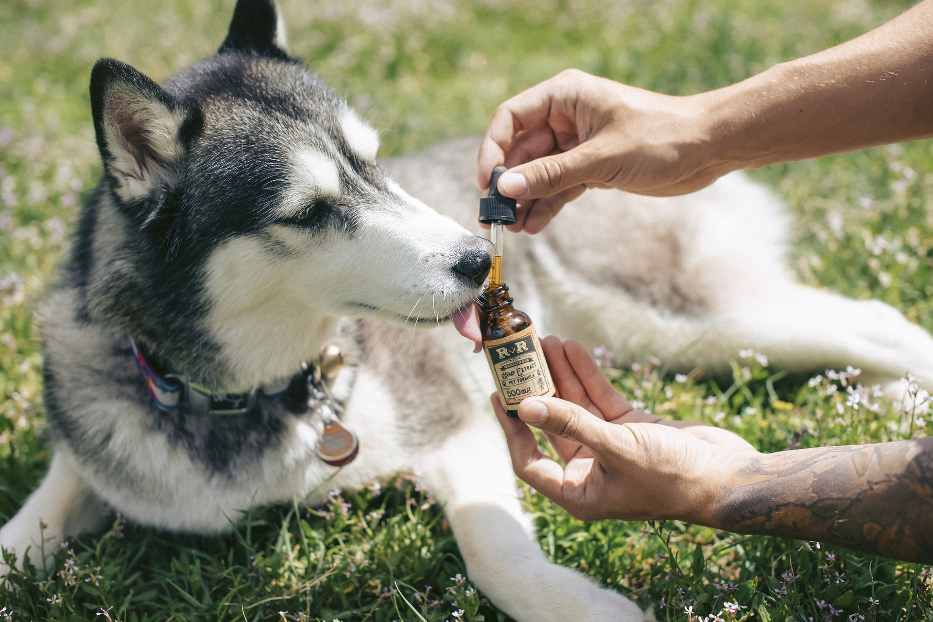 The Ultimate Guide to Using CBD Oil for Dogs