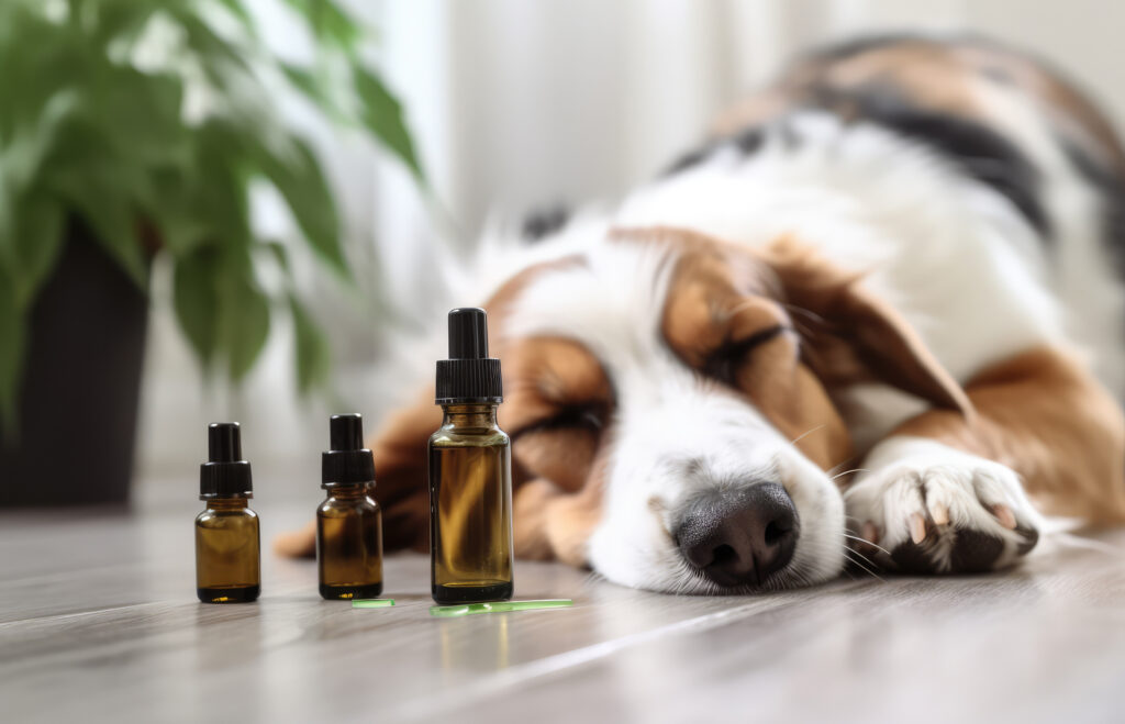 Understanding CBD Oil for Dogs