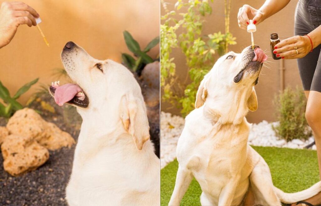 CBD for dogs with health issues