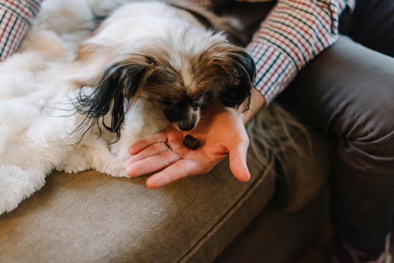Are CBD dog treats safe for puppies?