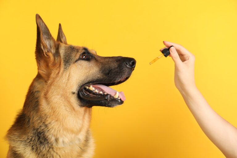 Expert Insights: Veterinarians Weigh in on the Safety of CBD Oil for Dogs