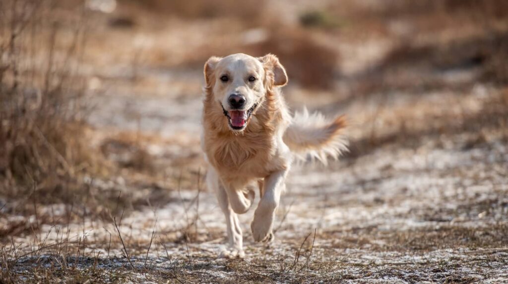 CBD For Dogs with Allergies Itchy Skin