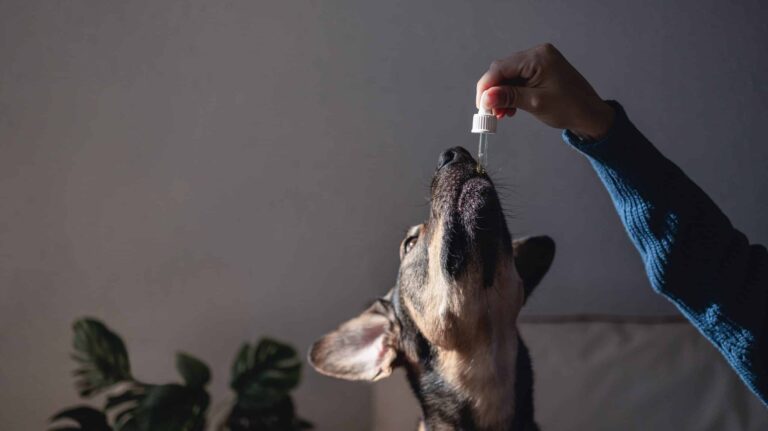 How CBD Oil Can Alleviate Allergies in Dogs