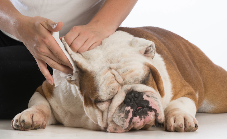 How CBD Oil Works for Dog Ear Infections