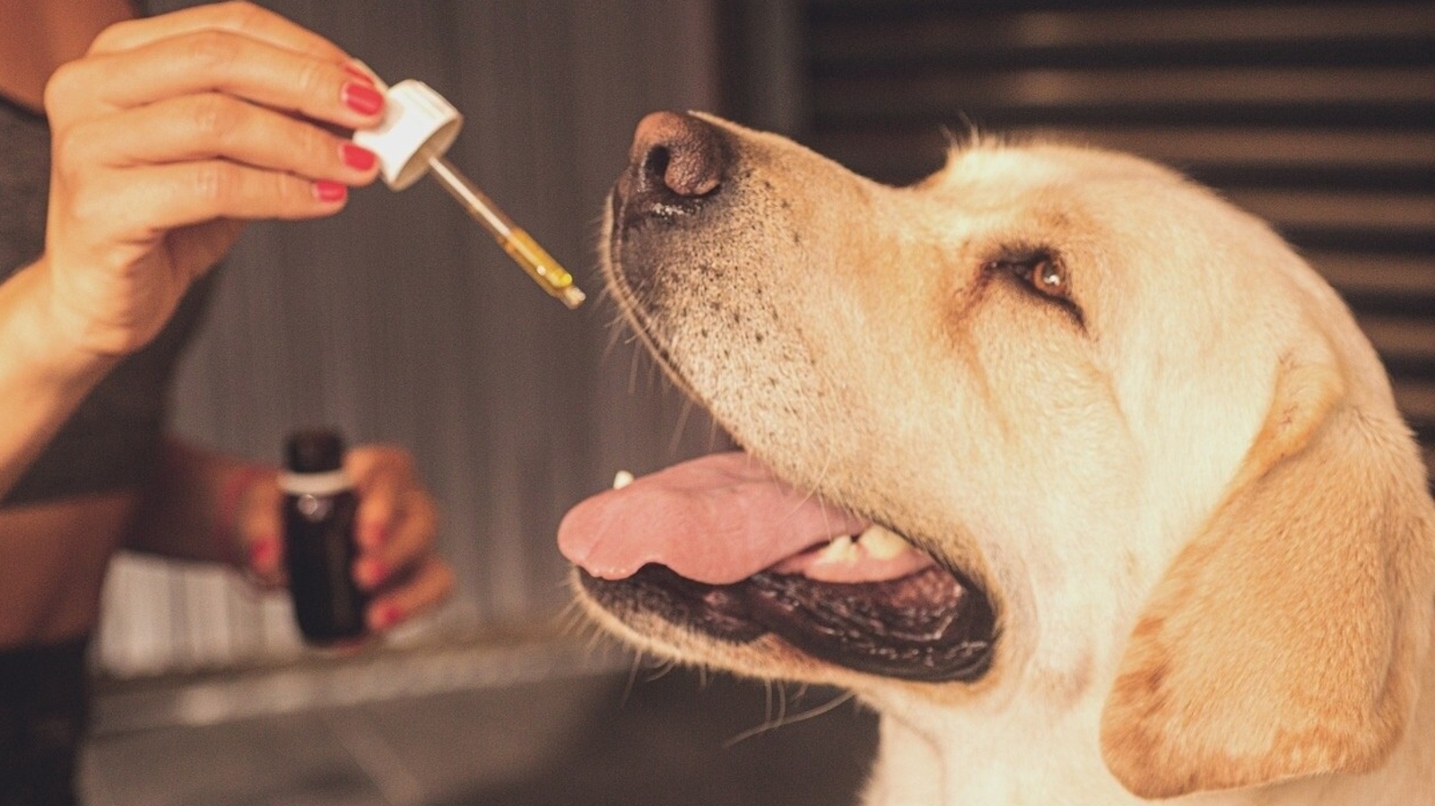 CBD oil for dogs