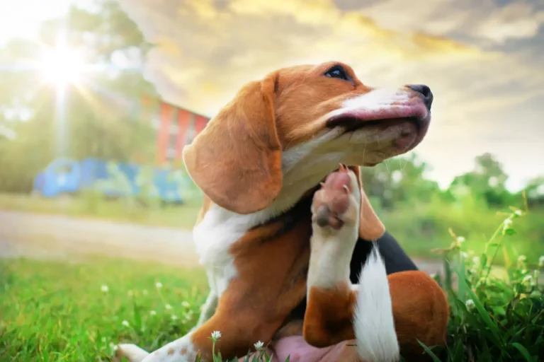 The Role of CBD in Managing Seasonal Allergies in Dogs