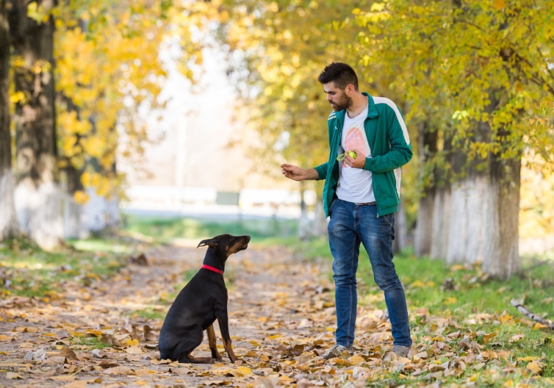 CBD for Active Dogs