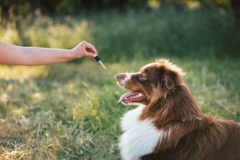 CBD for Dogs with Digestive Issues