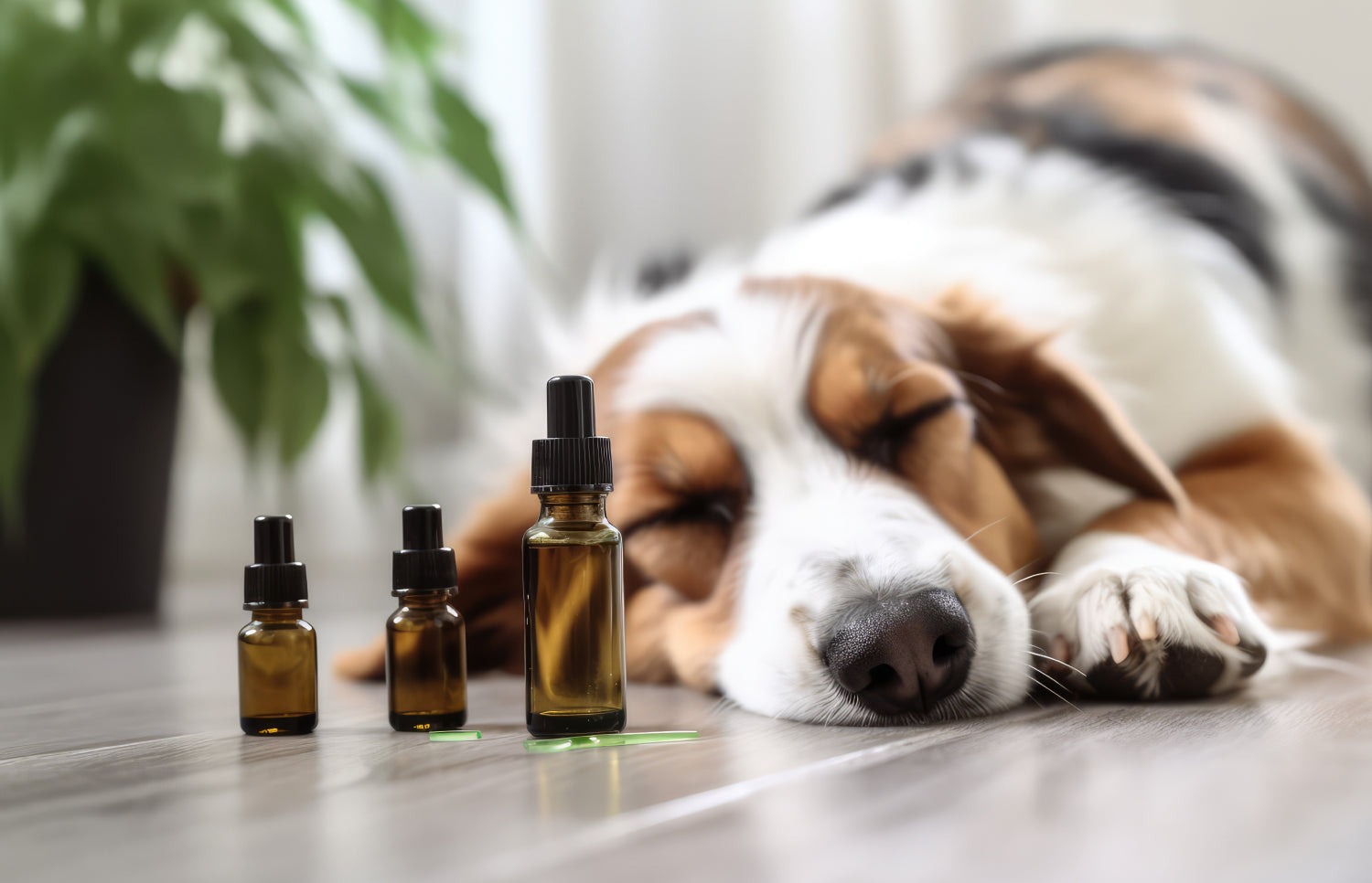 CBD Oil for Pets