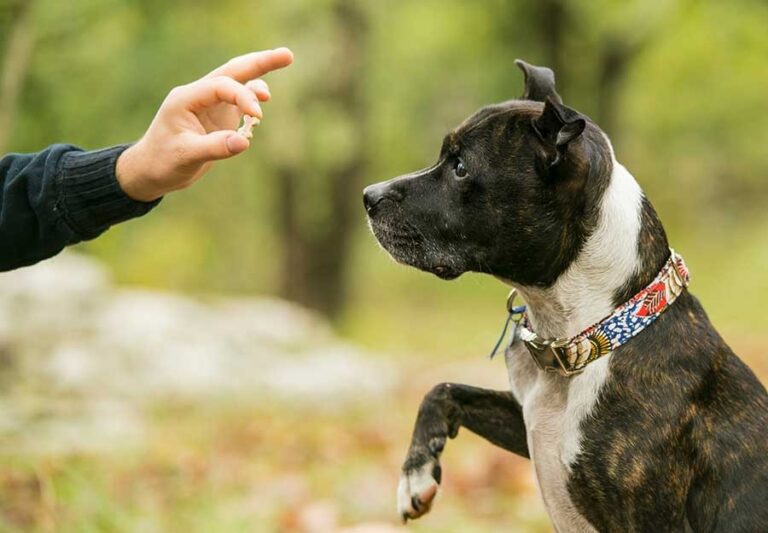 Dog’s Training focus