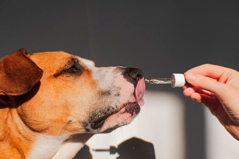 The Top 5 Reasons to Try CBD for Your Dog’s Wellness