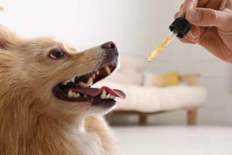 CBD vs. Traditional Medications for Dogs: Which Is Better for Pain Relief?