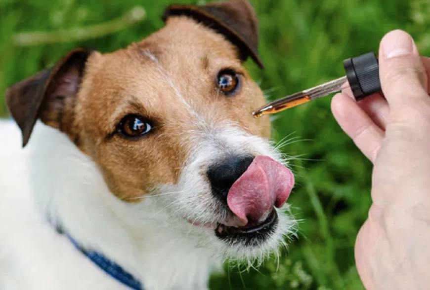 Understanding Pain Relief for Dogs