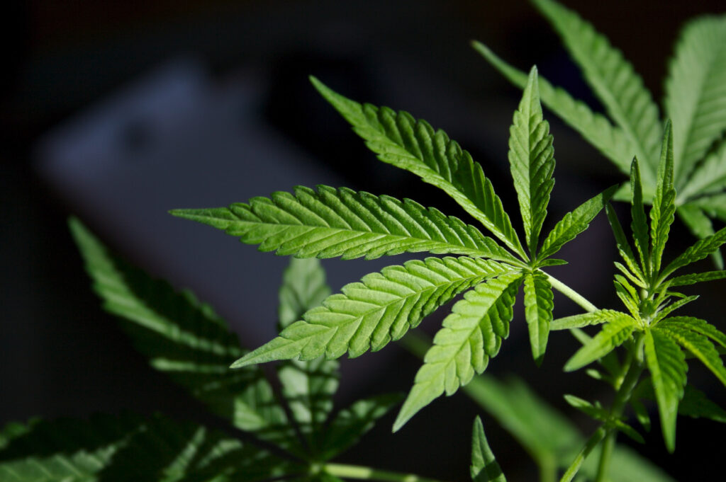 CBD for pets