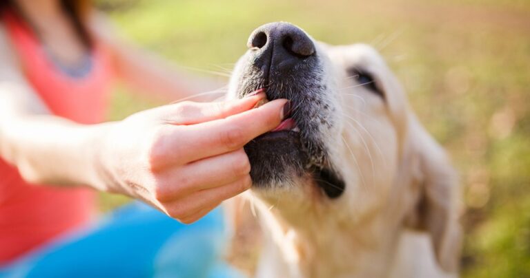 Homemade CBD Dog Treats A Simple Guide