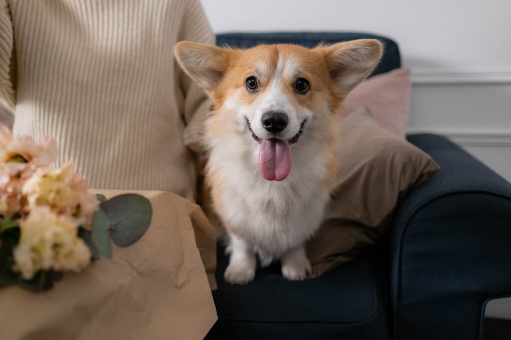 Understanding CBD for Dogs