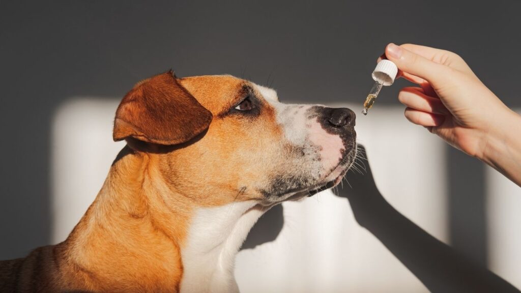 CBD Oil for dogs